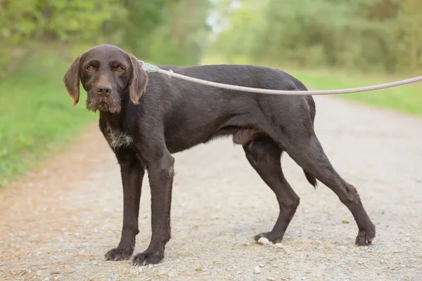 Pies do adopcji, Nowodwór, 26 października 2025 (4/5)