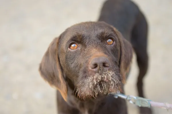 Pies do adopcji, Nowodwór, 26 października 2025 (5/5)