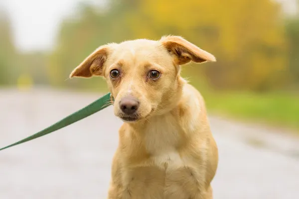 Pies do adopcji, Nowodwór, 26 października 2025 (3/5)