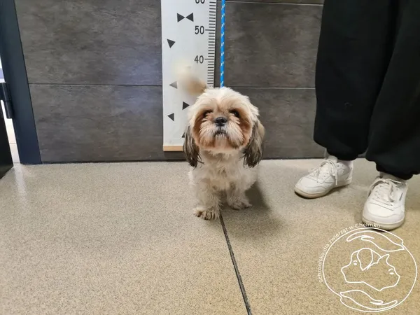 Znaleziono psa, Chełmek, 25 października 2025