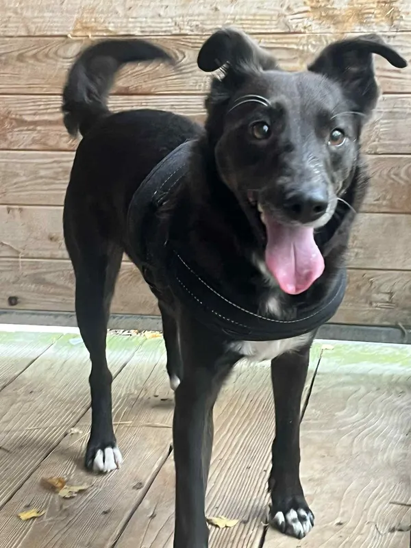 Pies do adopcji, Orzechowce, 27 października 2025 (2/5)