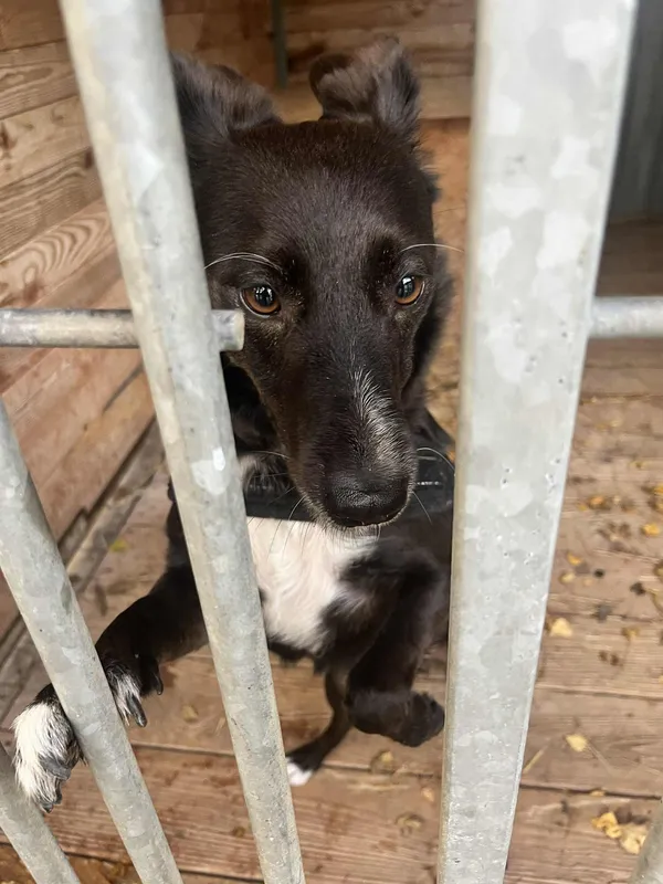 Pies do adopcji, Orzechowce, 27 października 2025 (4/5)