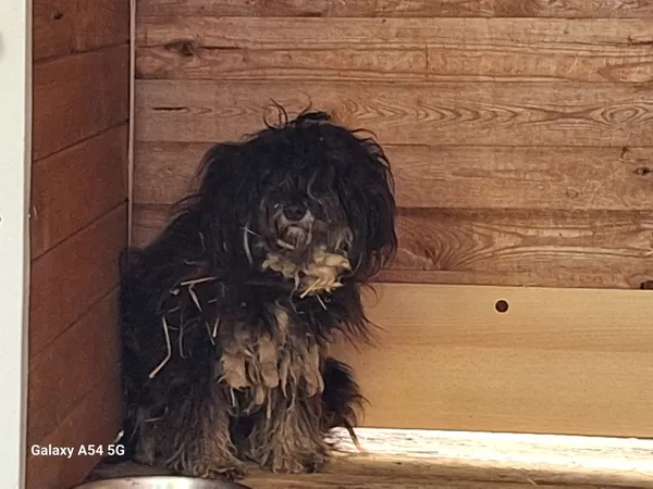 Pies do adopcji, Orzechowce, 26 października 2025 (1/3)