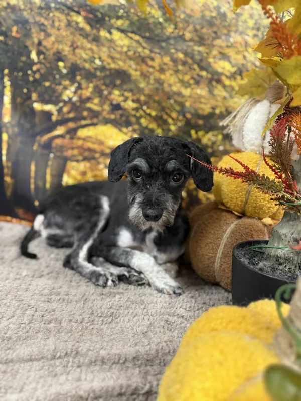 Pies do adopcji, Orzechowce, 26 października 2025 (2/3)