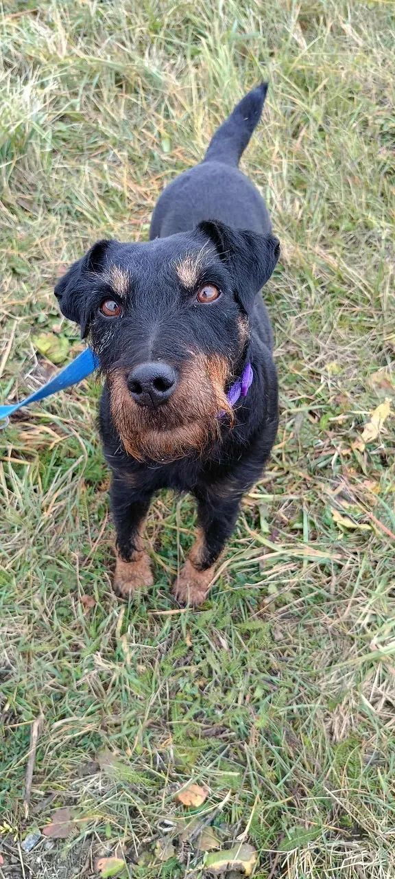 Pies do adopcji, Orzechowce, 25 października 2025 (2/5)