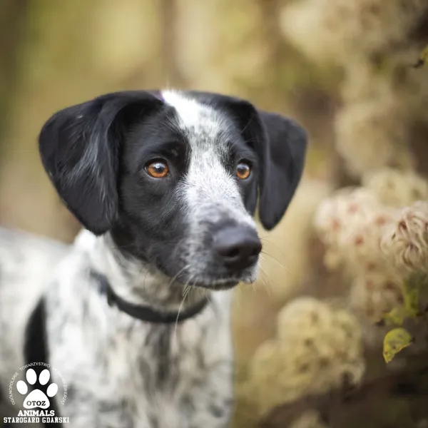 Pies do adopcji, Starogard Gdański, 27 października 2025 (2/4)