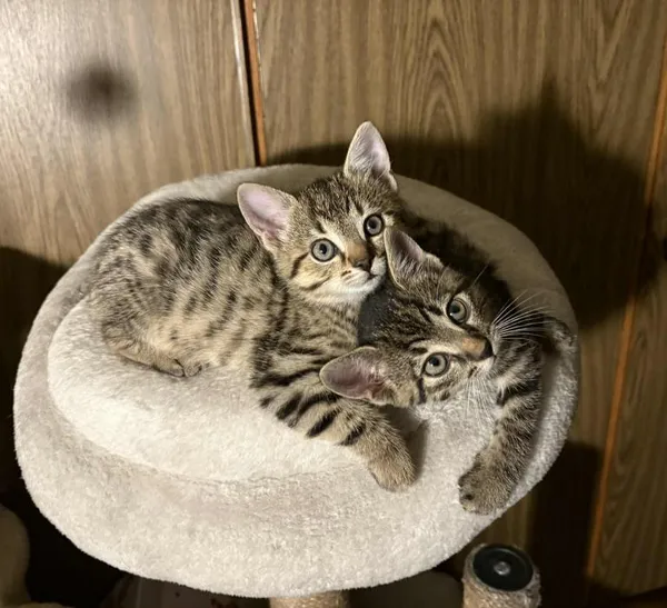 Znaleziono kota, Toruń, 1 października 2025