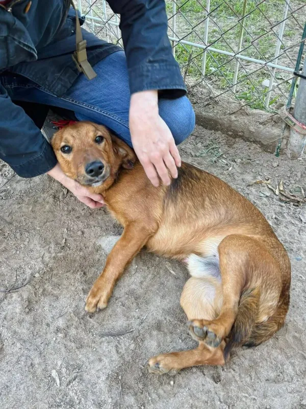 Pies do adopcji, Przyborówko, 27 października 2025 (2/3)