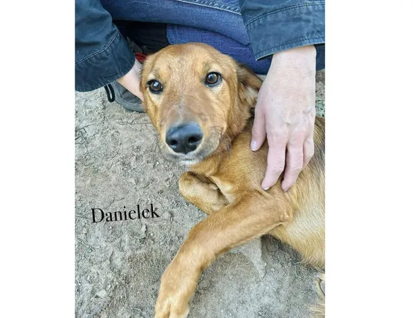 Pies do adopcji, Przyborówko, 27 października 2025 (3/3)