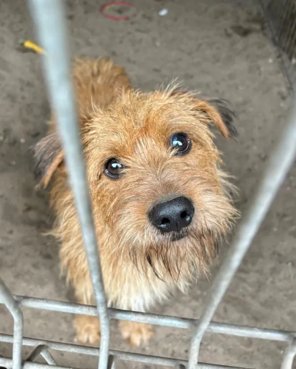 Pies do adopcji, Przyborówko, 19 stycznia 2026 (1/4)