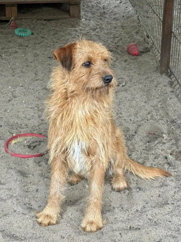 Pies do adopcji, Przyborówko, 19 stycznia 2026 (2/4)