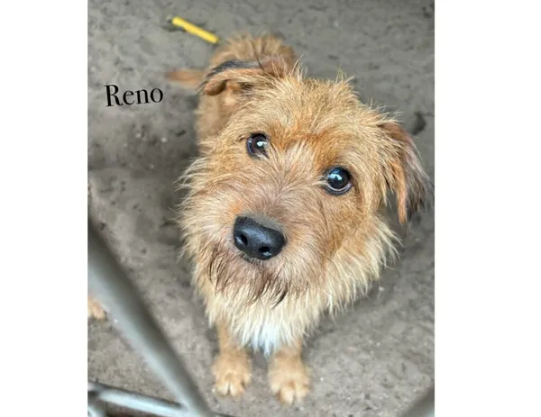 Pies do adopcji, Przyborówko, 19 stycznia 2026 (3/4)