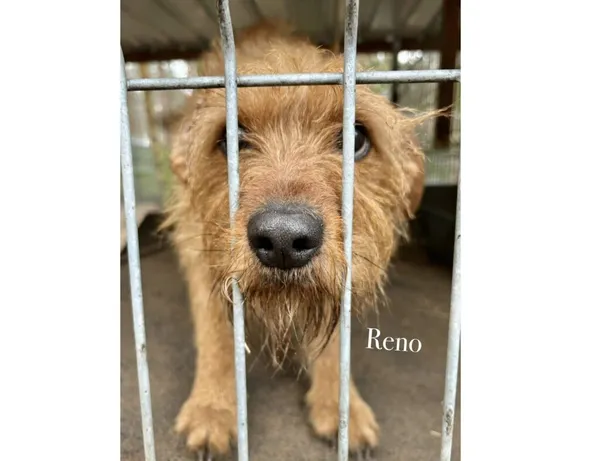 Pies do adopcji, Przyborówko, 19 stycznia 2026 (4/4)