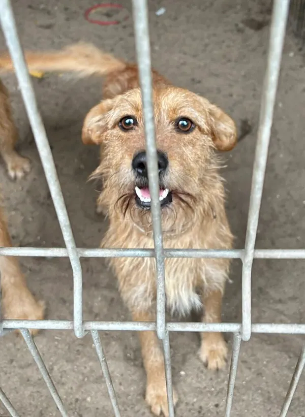 Pies do adopcji, Przyborówko, 27 października 2025 (2/3)