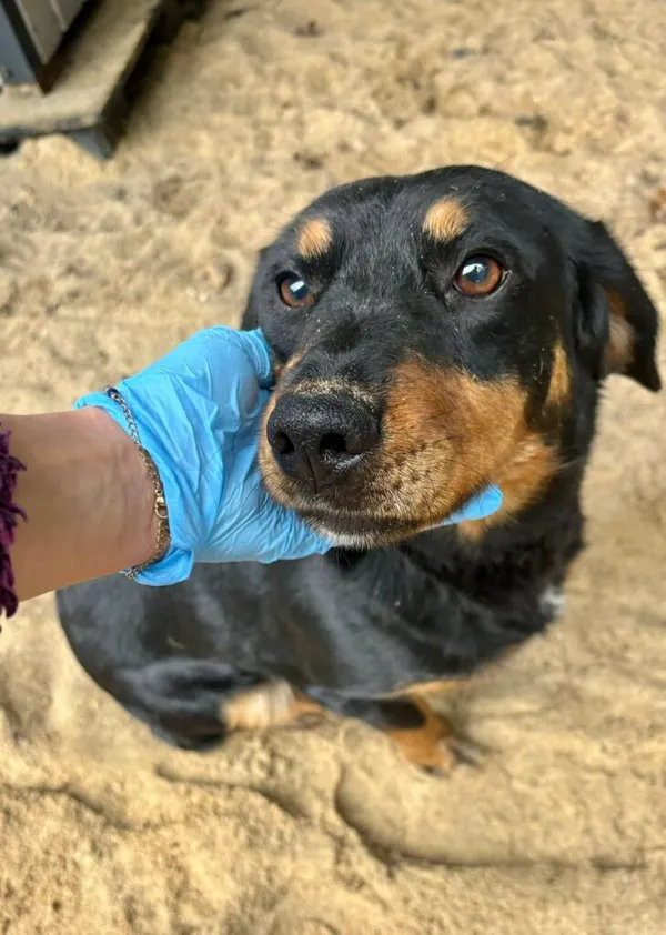 Pies do adopcji, Przyborówko, 7 stycznia 2026 (1/4)