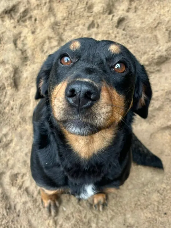 Pies do adopcji, Przyborówko, 7 stycznia 2026 (2/4)