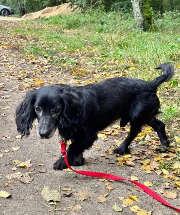 Pies do adopcji, Przyborówko, 27 października 2025 (1/3)