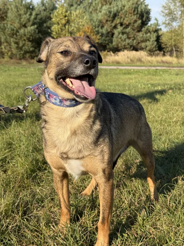 Pies do adopcji, Pieczyska, 26 października 2025 (4/4)