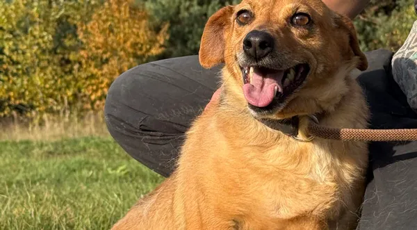 Pies do adopcji, Pieczyska, 26 października 2025 (1/5)