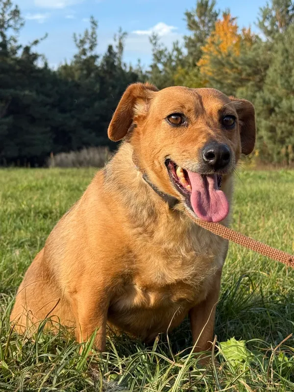 Pies do adopcji, Pieczyska, 26 października 2025 (2/5)