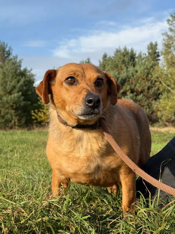 Pies do adopcji, Pieczyska, 26 października 2025 (3/5)