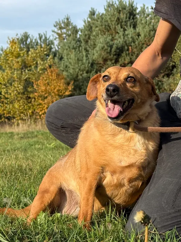 Pies do adopcji, Pieczyska, 26 października 2025 (4/5)