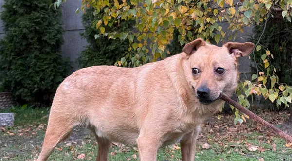 Pies do adopcji, Pieczyska, 26 października 2025 (1/4)