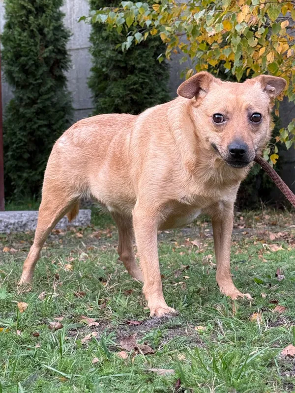 Pies do adopcji, Pieczyska, 26 października 2025 (2/4)