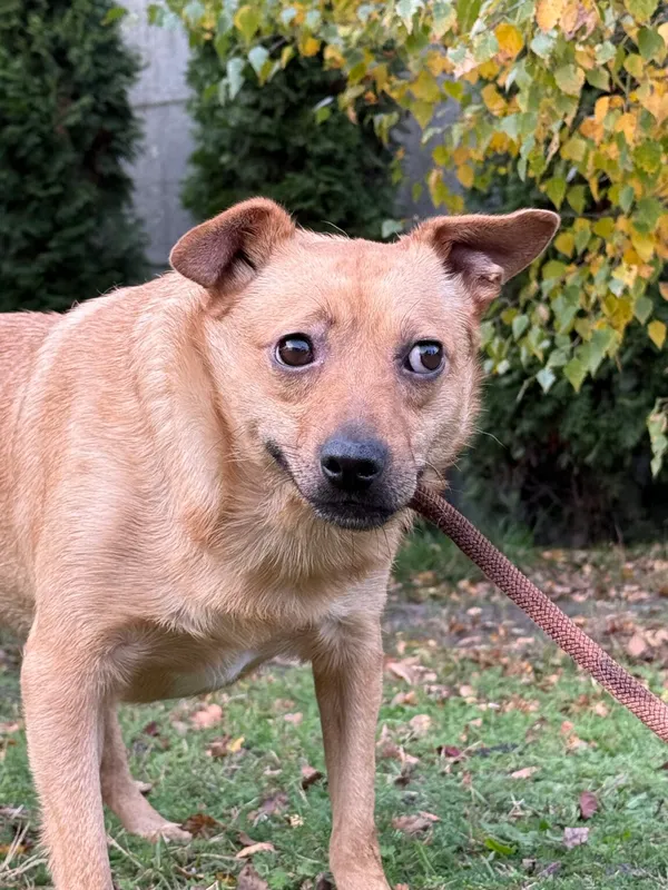 Pies do adopcji, Pieczyska, 26 października 2025 (3/4)