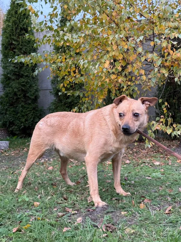 Pies do adopcji, Pieczyska, 26 października 2025 (4/4)