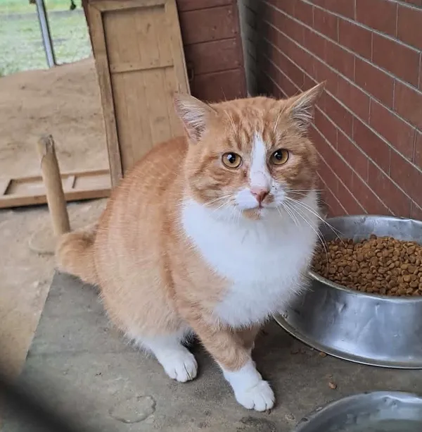 Kot do adopcji, Olsztyn, 6 października 2025 (1/4)