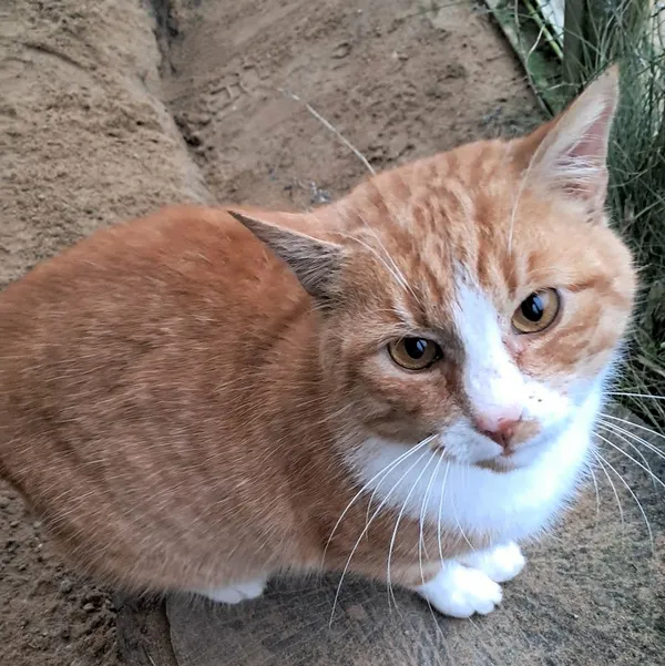 Kot do adopcji, Olsztyn, 6 października 2025 (3/4)