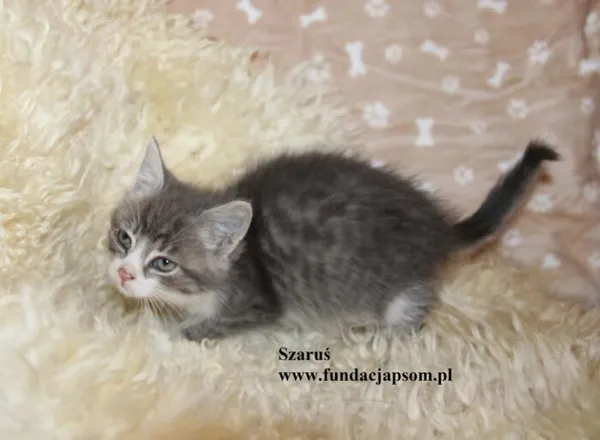 Kot do adopcji, Nowy Dwór Mazowiecki, 27 października 2025 (3/4)