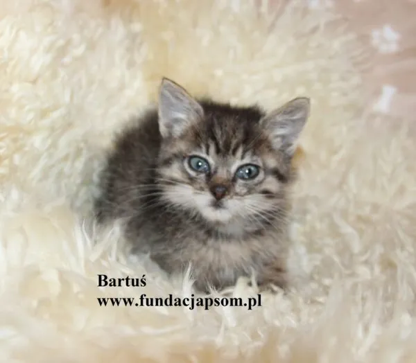 Kot do adopcji, Nowy Dwór Mazowiecki, 27 października 2025 (1/3)