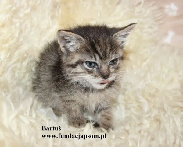 Kot do adopcji, Nowy Dwór Mazowiecki, 27 października 2025 (2/3)