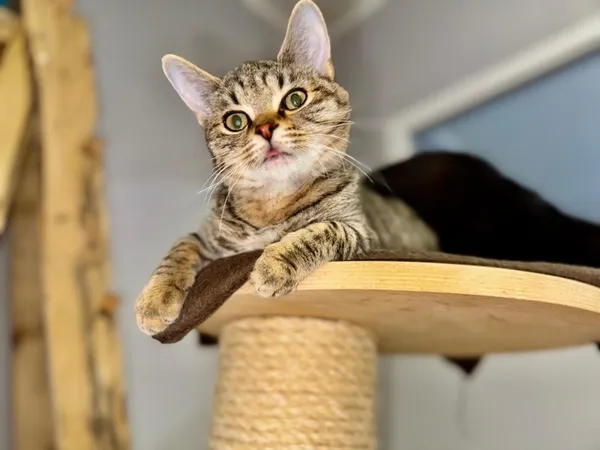 Kot do adopcji, Piła, 4 września 2025 (3/3)