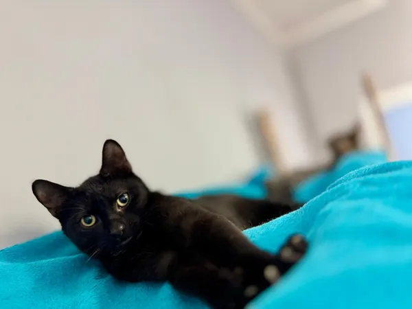 Kot do adopcji, Piła, 4 września 2025 (2/3)