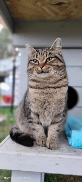 Kot do adopcji, Piła, 23 sierpnia 2025 (1/3)