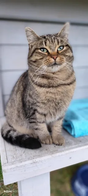 Kot do adopcji, Piła, 23 sierpnia 2025 (2/3)