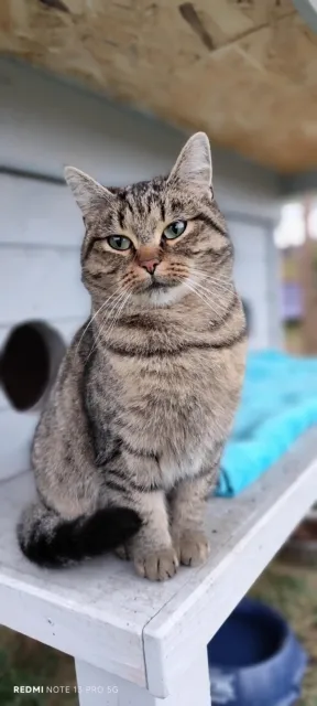 Kot do adopcji, Piła, 23 sierpnia 2025 (3/3)