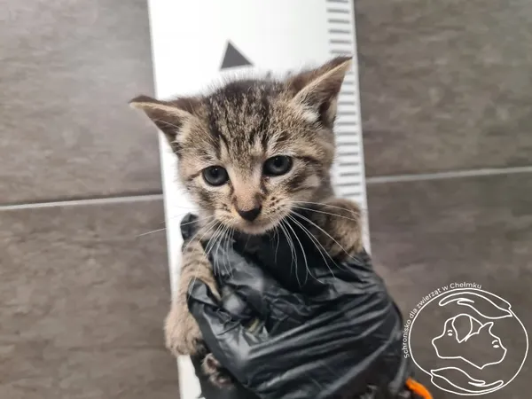 Znaleziono kota, Chełmek, 27 października 2025