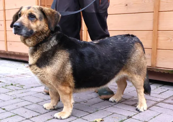 Znaleziono psa, Łódź, 27 października 2025 (1/5)