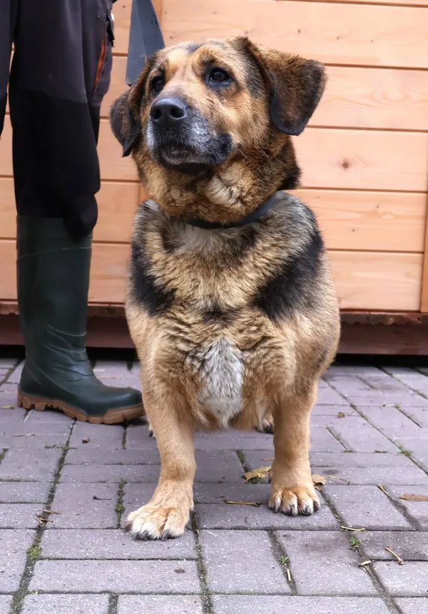 Znaleziono psa, Łódź, 27 października 2025 (2/5)