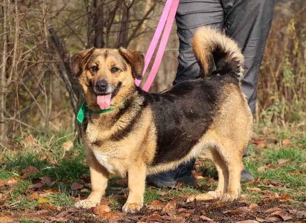 Znaleziono psa, Łódź, 27 października 2025 (5/5)