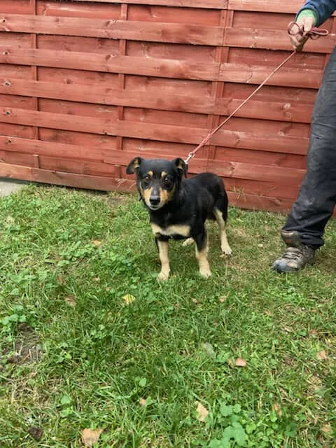 Znaleziono psa, Czartki, 27 października 2025