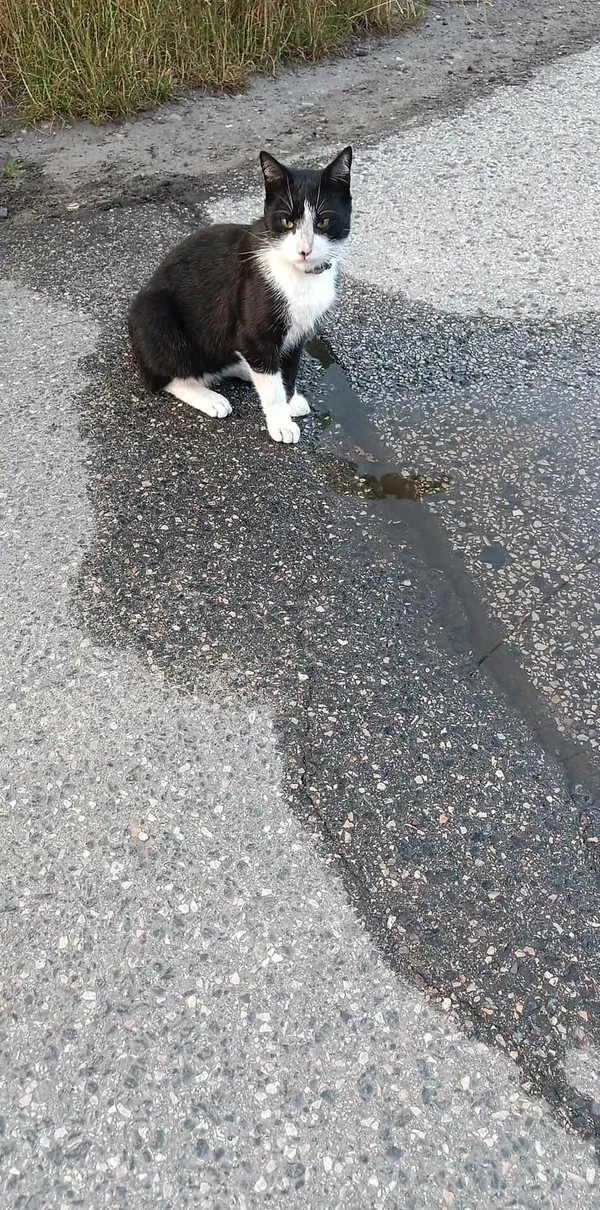 Zaginął kot, Izabelin B, 28 października 2025 (1/3)