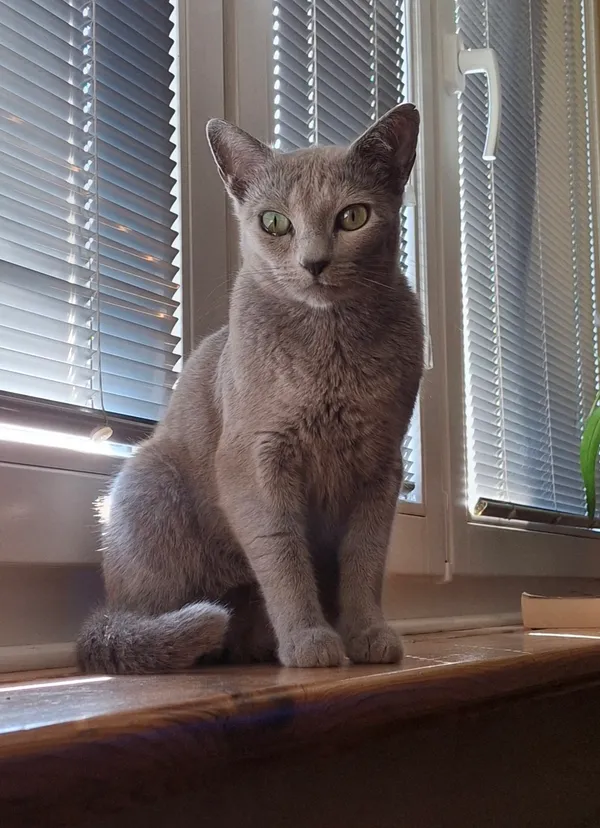 Zaginął kot, Pszczyna, 28 października 2025