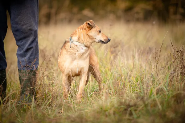 Oddam psa, Warszawa, Sady Żoliborskie, 28 października 2025 (2/6)