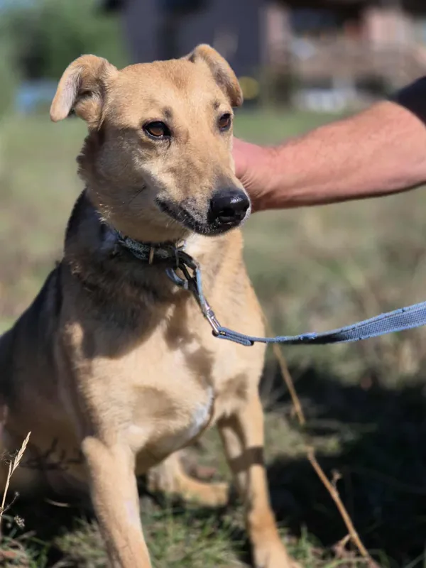 Oddam psa, Warszawa, Sady Żoliborskie, 28 października 2025 (3/6)