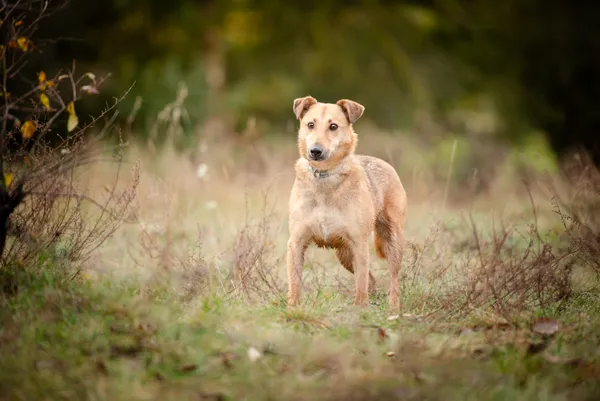 Oddam psa, Warszawa, Sady Żoliborskie, 28 października 2025 (4/6)